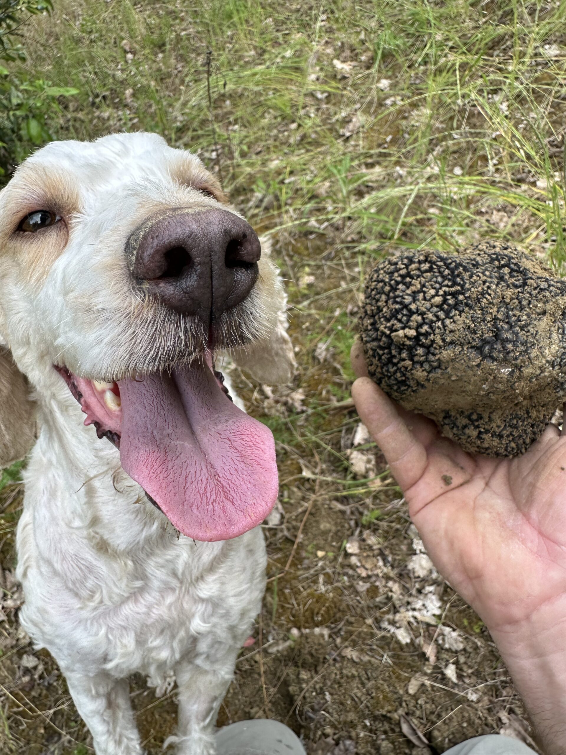 cane-tartufo cane-tartufo