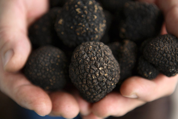 esperienza-tartufo esperienza-tartufo